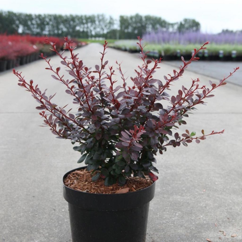 Berberis thunbergii Darts Red Lady - Barberry