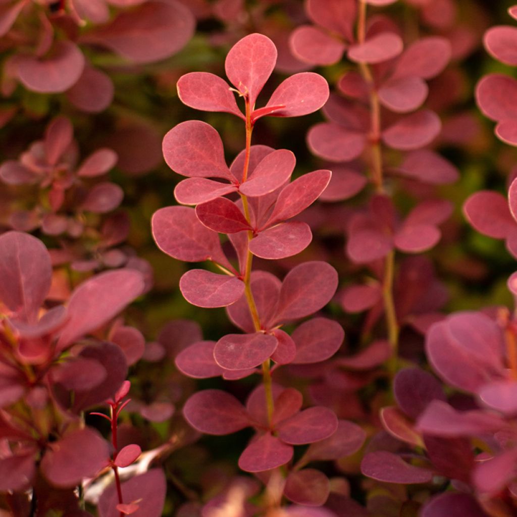 Berberis thunbergii - Barberry