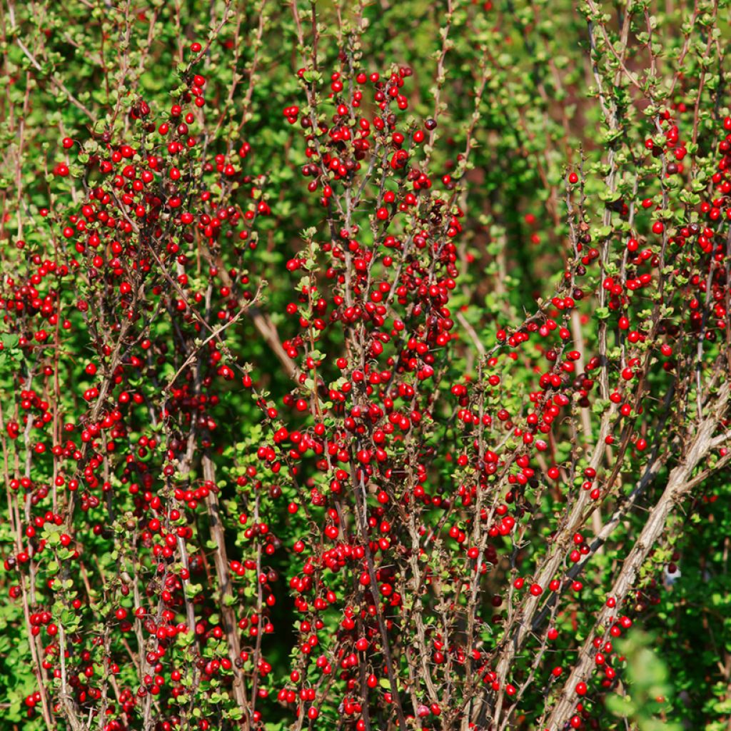 Berberis thunbergii Erecta