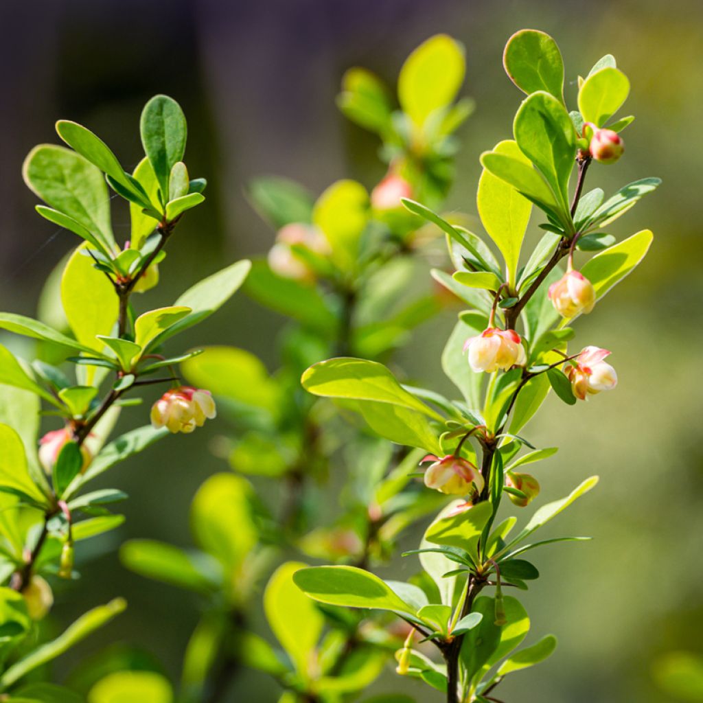 Berberis thunbergii Erecta