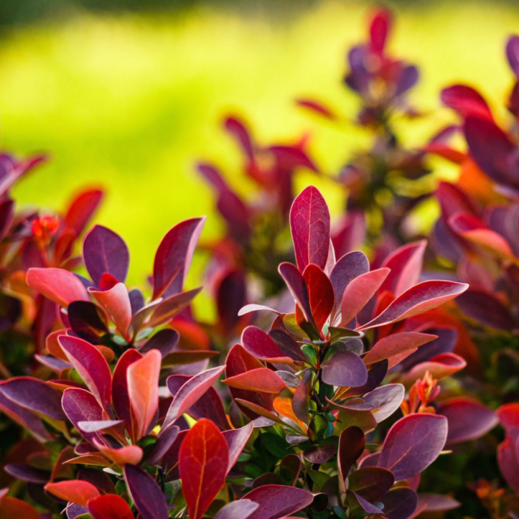 Berberis thunbergii Fireball - Barberry