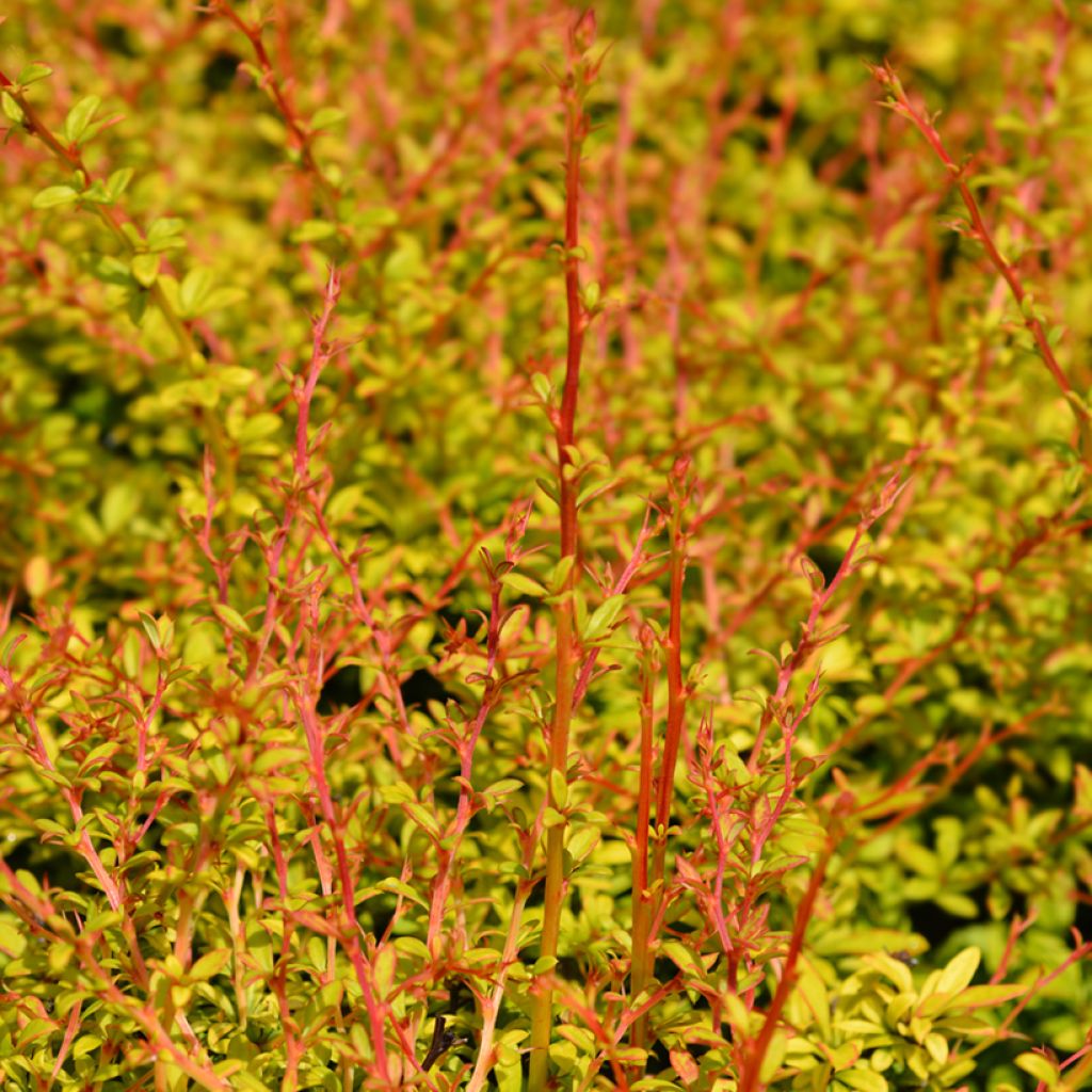 Berberis thunbergii Golden Dream - Barberry