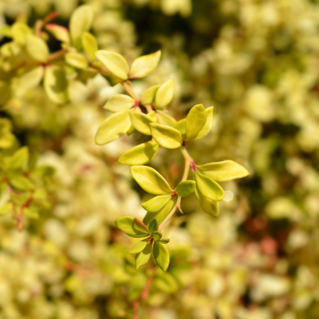 Berberis thunbergii Golden Dream - Barberry