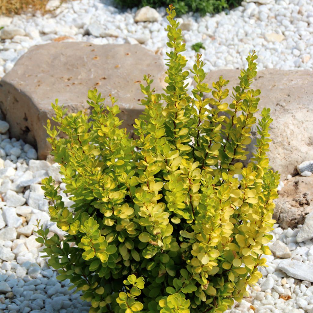 Berberis thunbergii Golden Rocket - Barberry