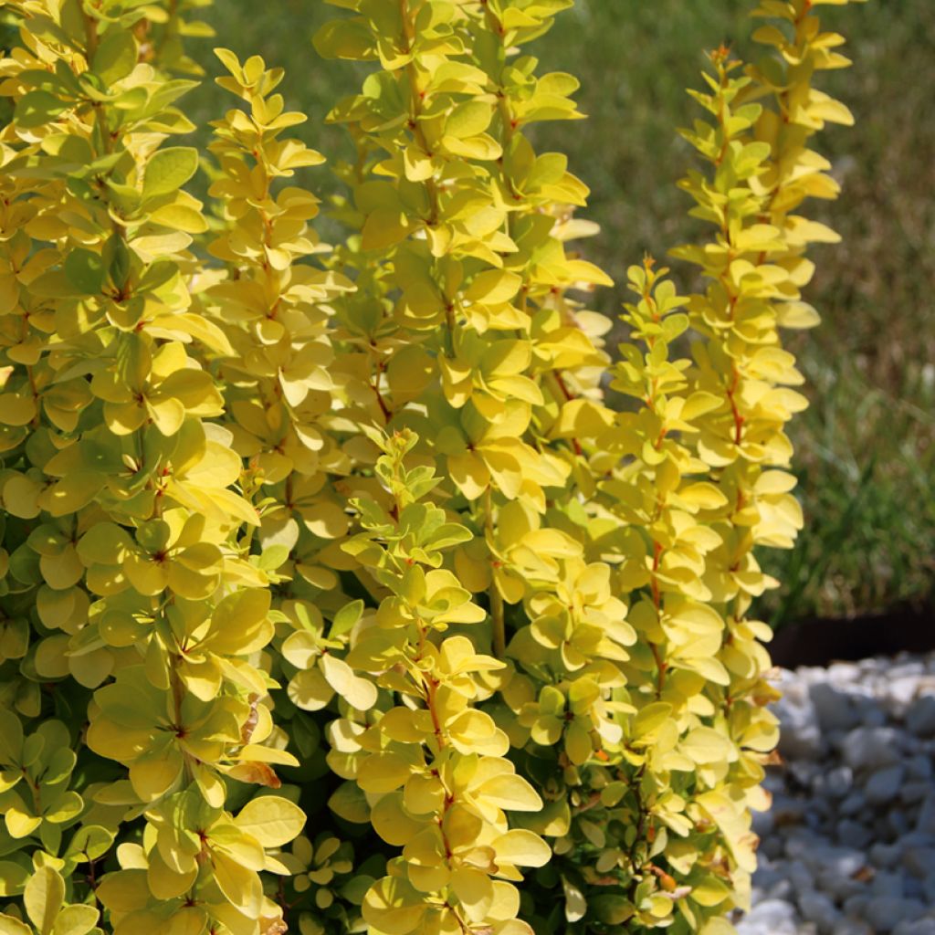 Berberis thunbergii Golden Rocket - Barberry