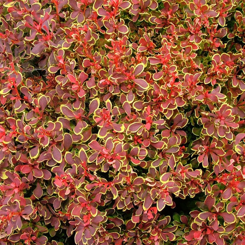 Berberis thunbergii Golden Ruby