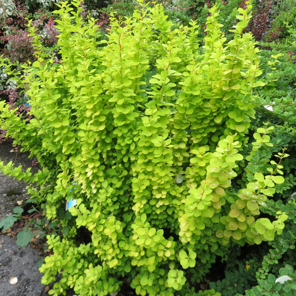 Berberis thunbergii Golden Torch