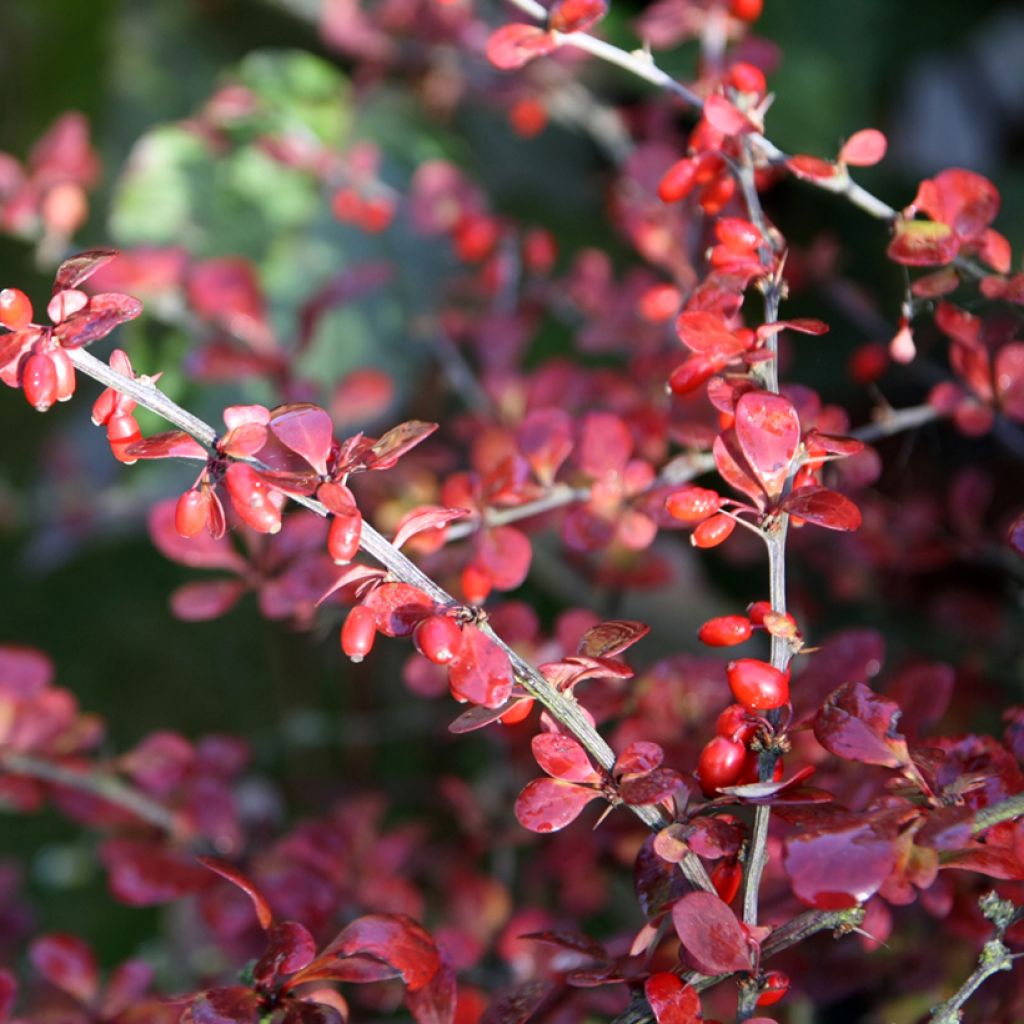 Berberis thunbergii Harlequin - Barberry