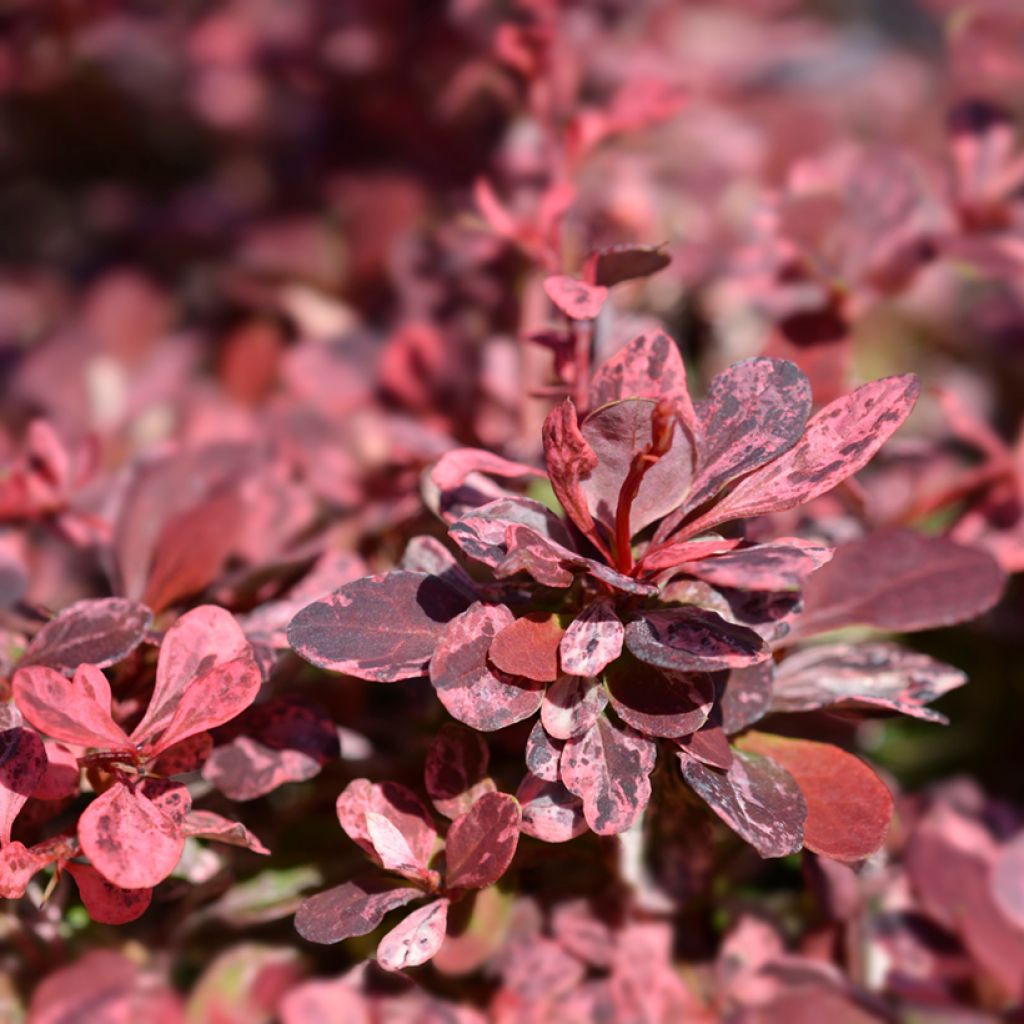 Berberis thunbergii Harlequin - Barberry