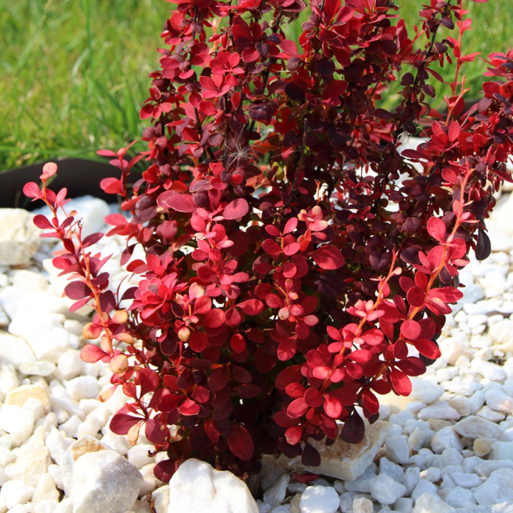 Berberis thunbergii Orange Rocket - Barberry