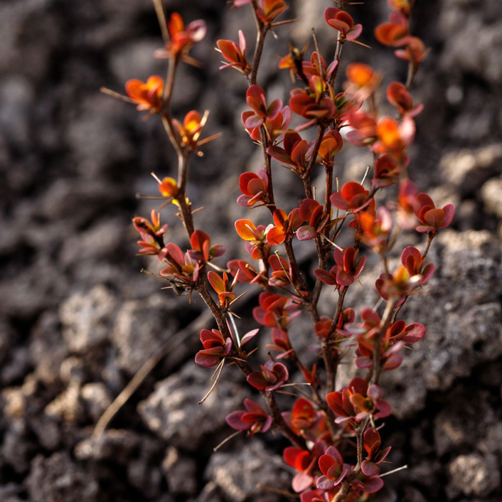 Berberis thunbergii Orange Rocket - Barberry