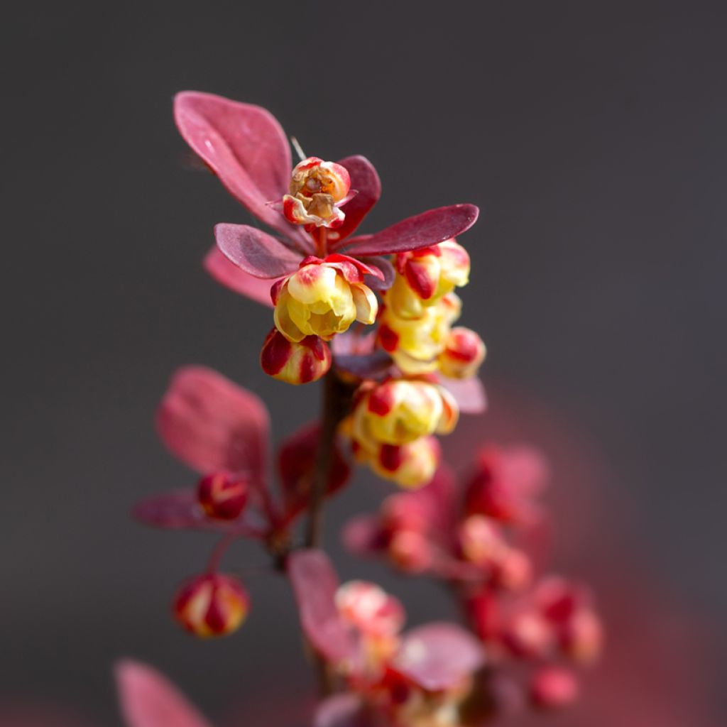 Berberis thunbergii Orange Rocket - Barberry