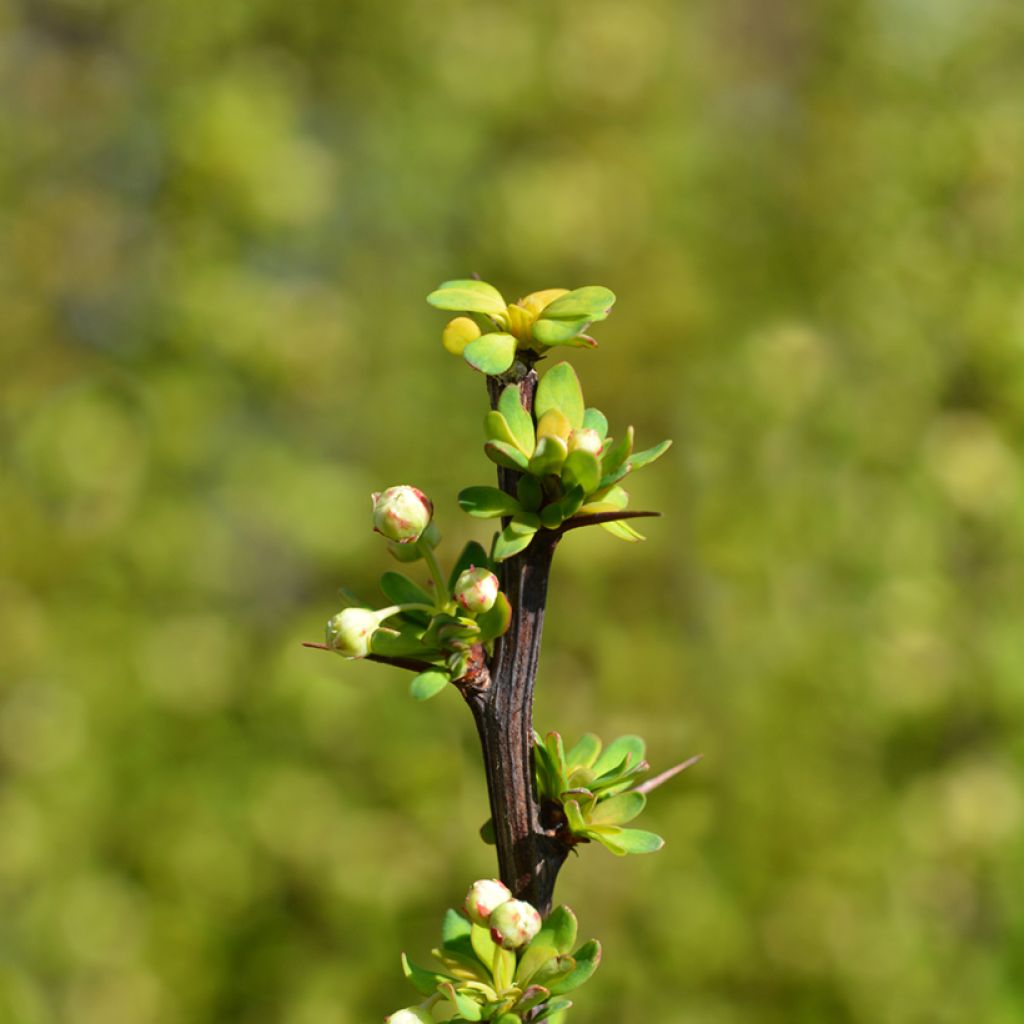 Berberis thunbergii Powwow