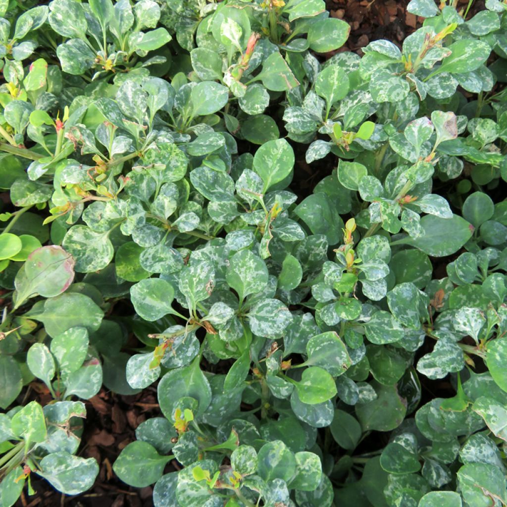 Berberis thunbergii Silver Beauty