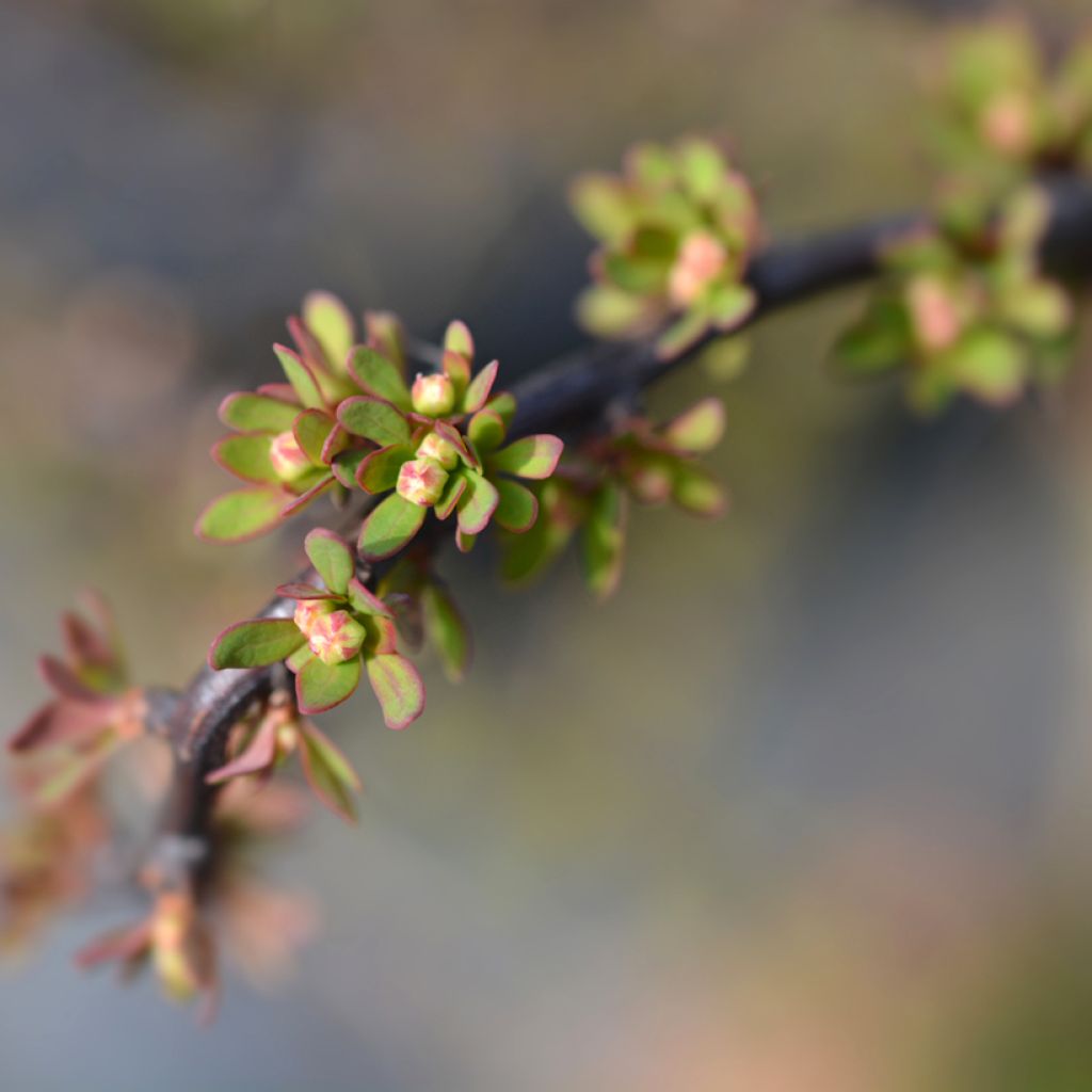 Berberis thunbergii Silver Beauty