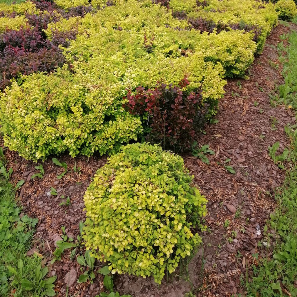 Berberis thunbergii Tiny Gold - Barberry