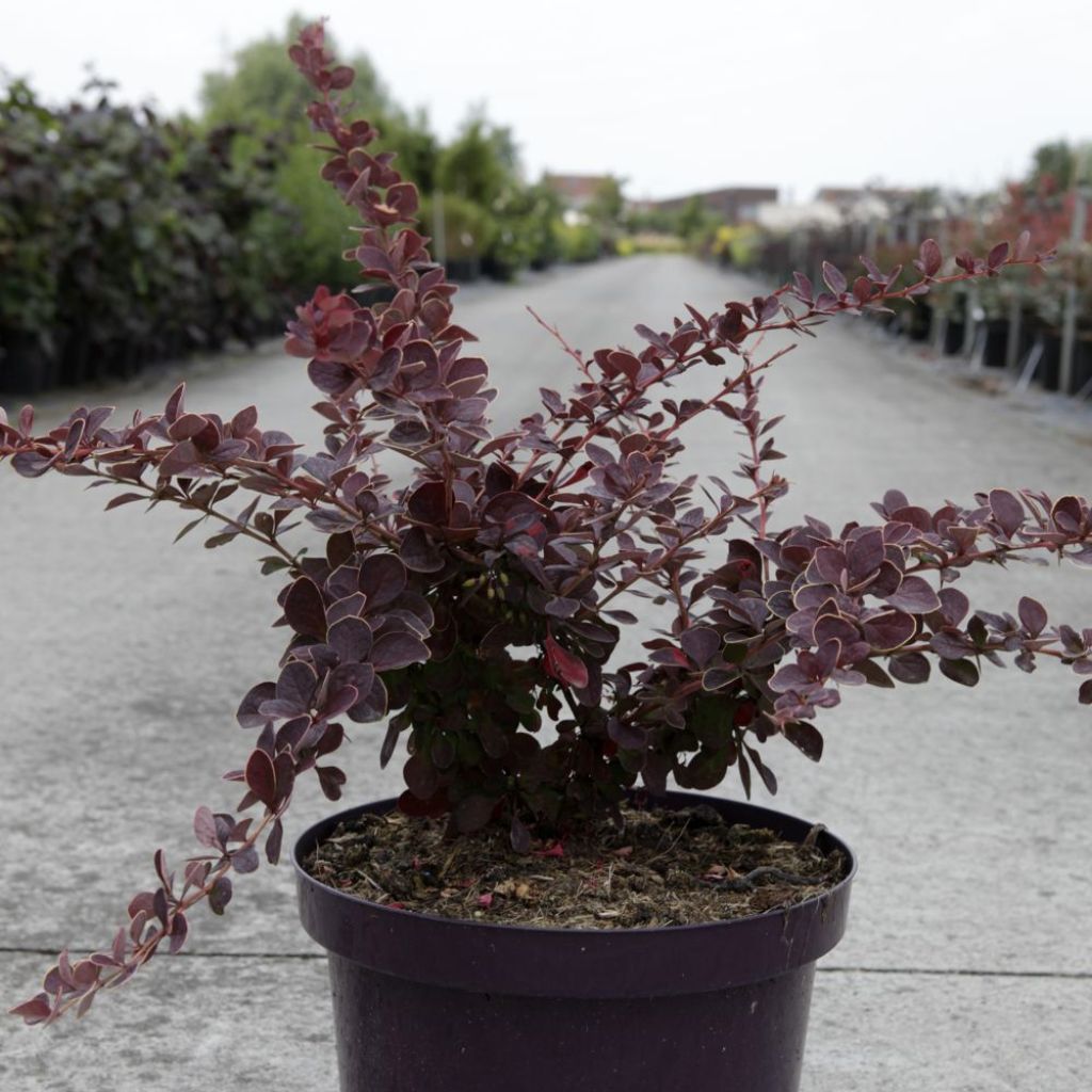 Berberis thunbergii Toscana - Barberry