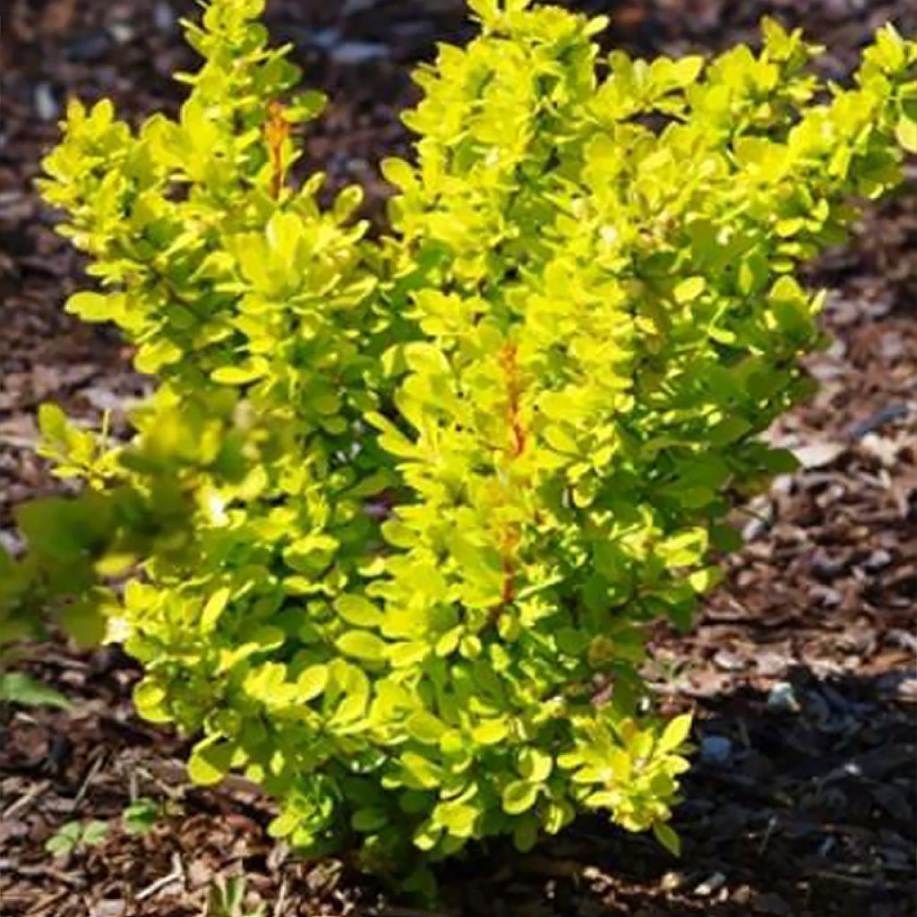 Berberis thunbergii Yellow Tower