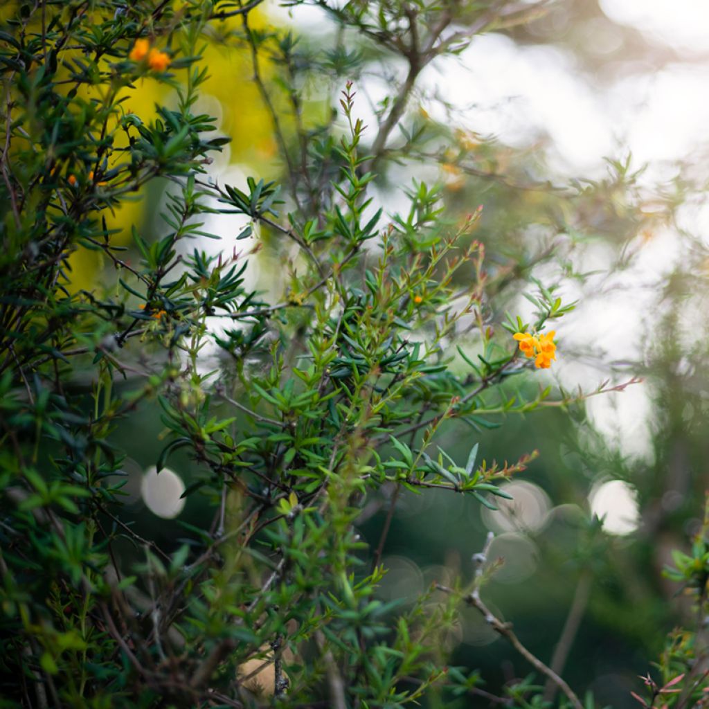 Berberis x stenophylla - Barberry