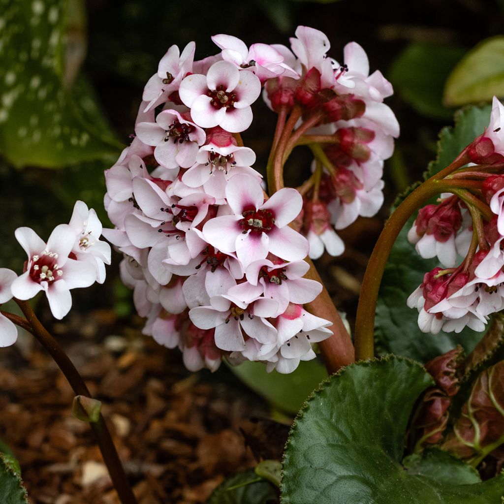 Bergenia ciliata - Elephant's Ears