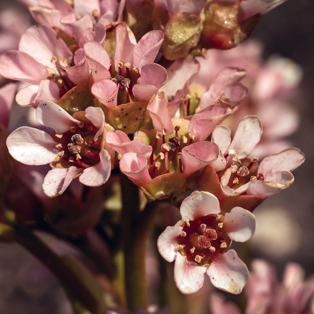 Bergenia ciliata - Elephant's Ears