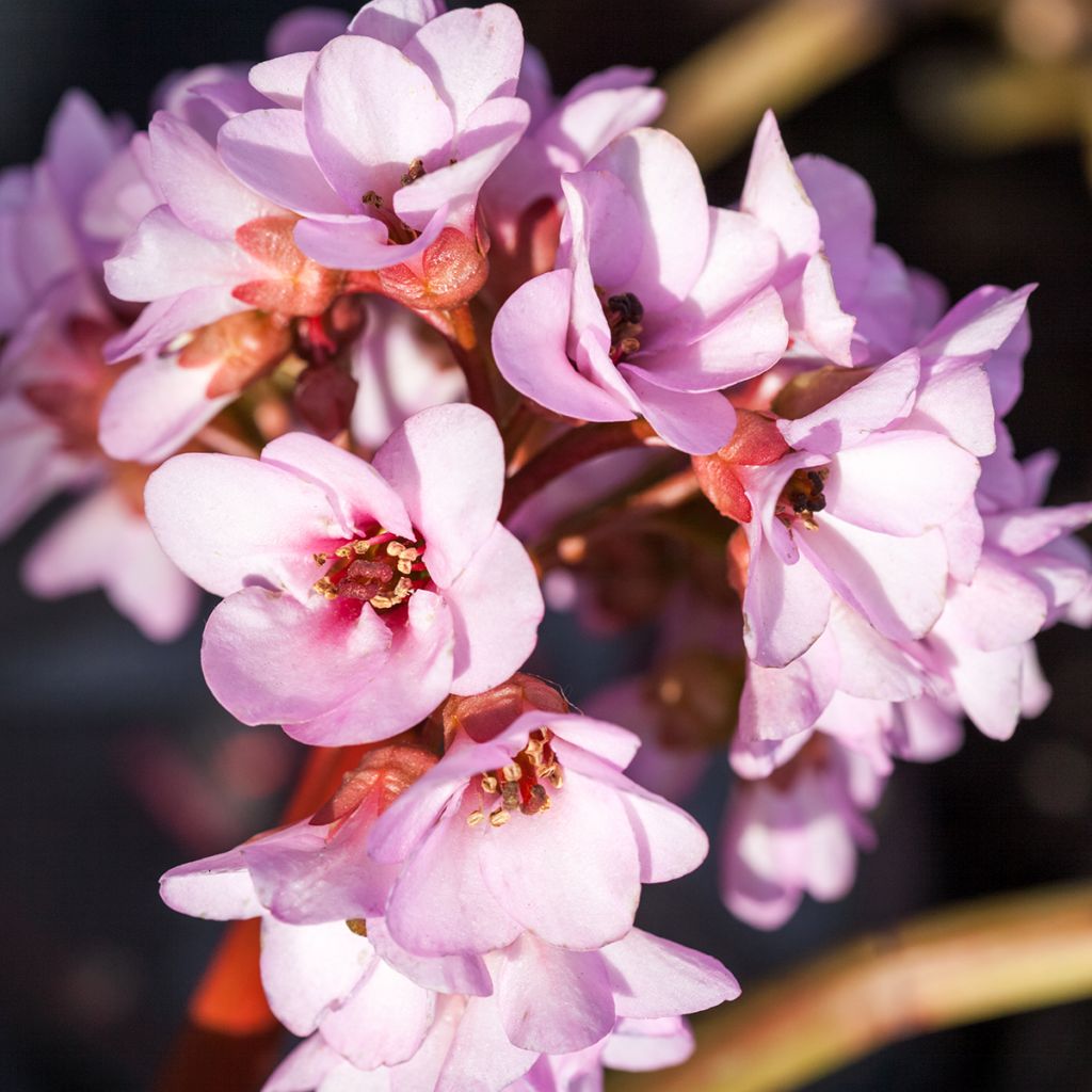 Bergenia ciliata - Elephant's Ears