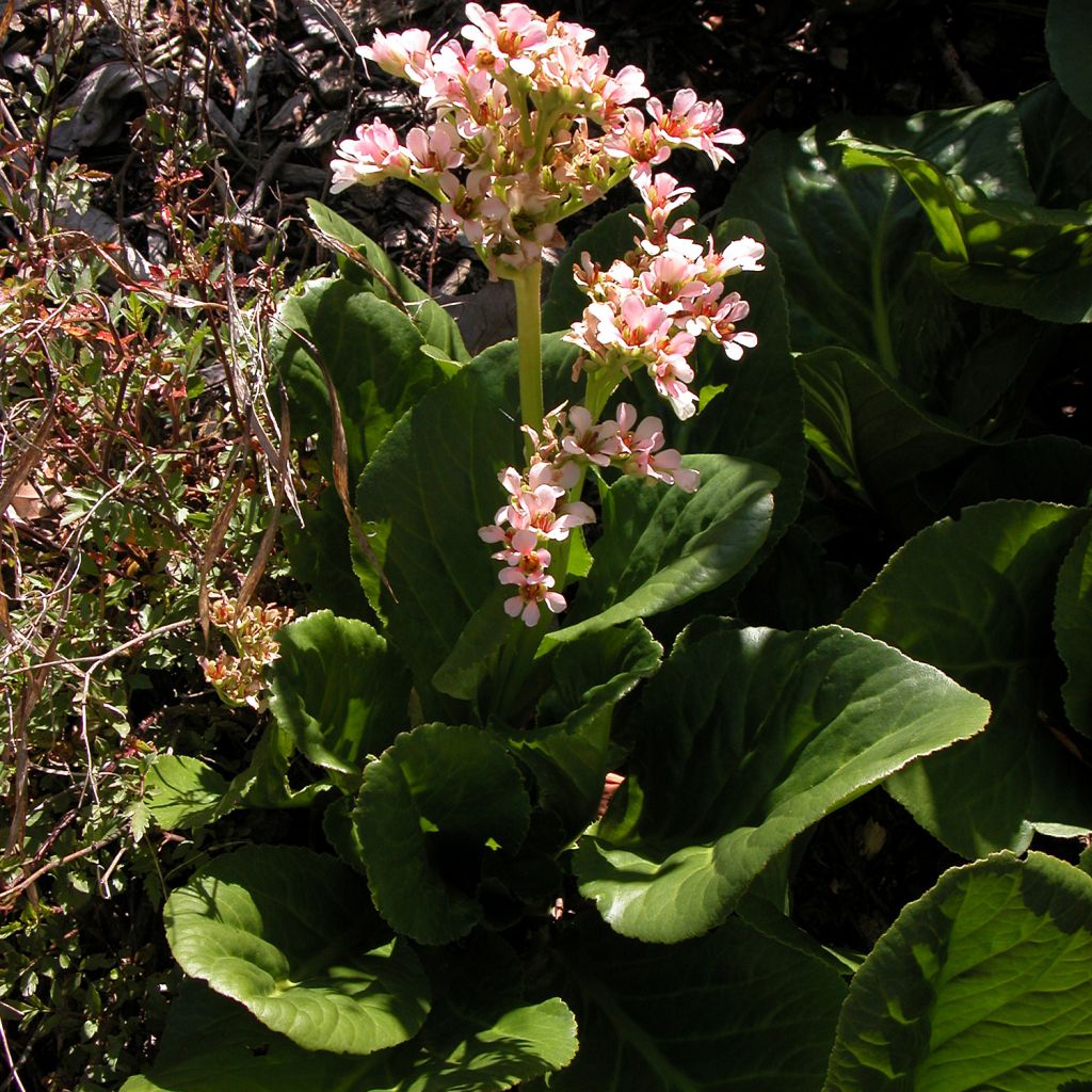 Bergenia milesii - Elephant's Ears