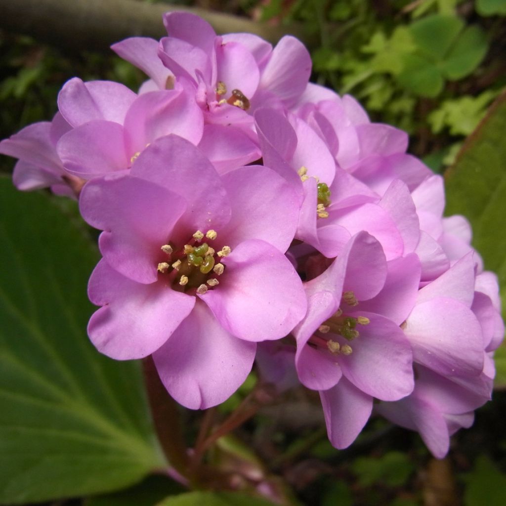 Bergenia milesii - Elephant's Ears