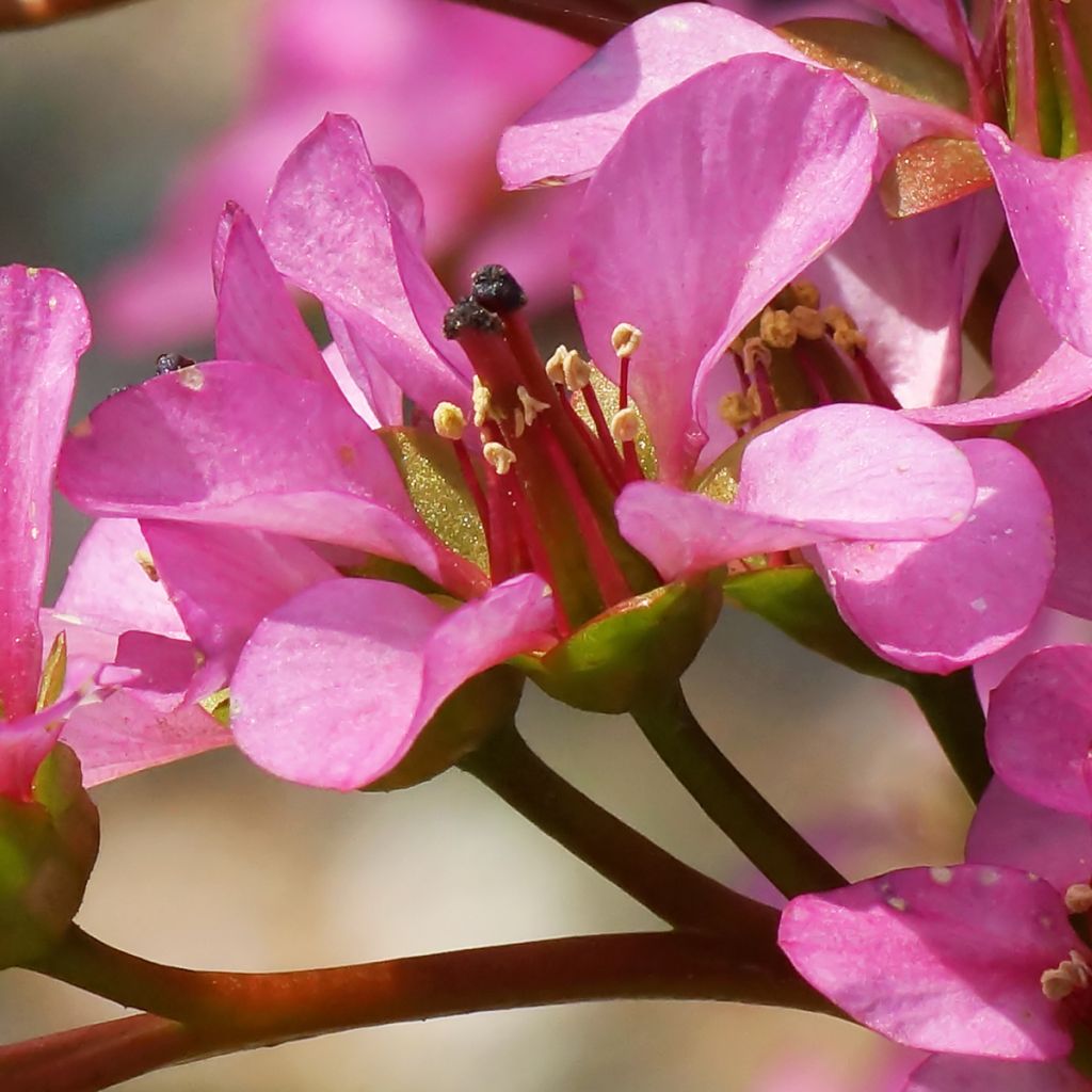 Bergenia milesii - Elephant's Ears