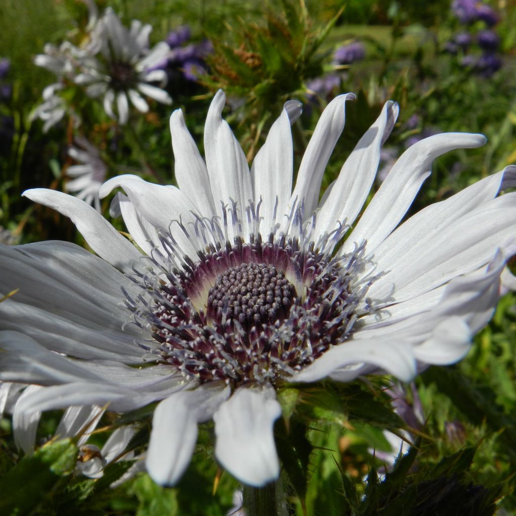 Berkheya purpurea - Purple Berkheya