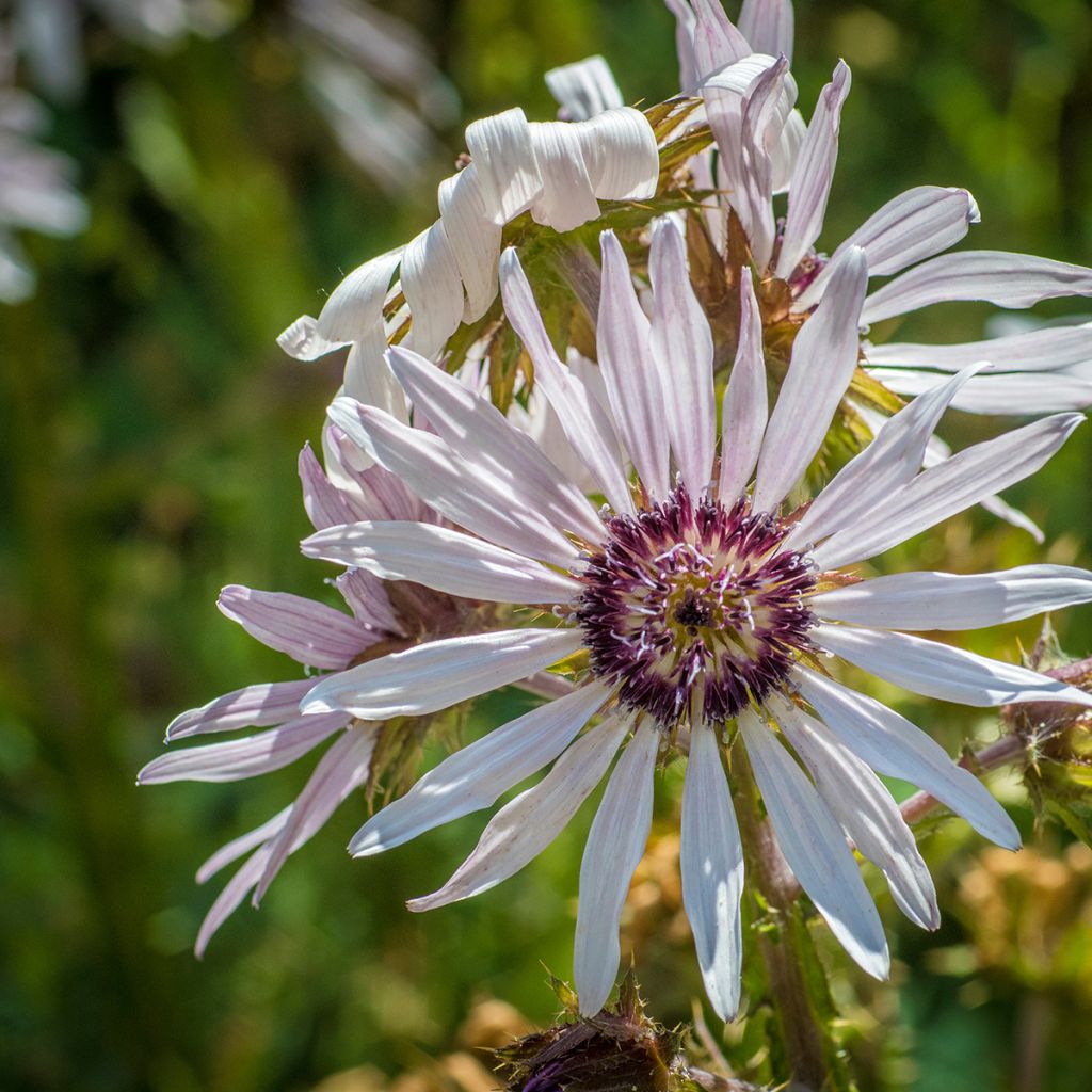 Berkheya purpurea