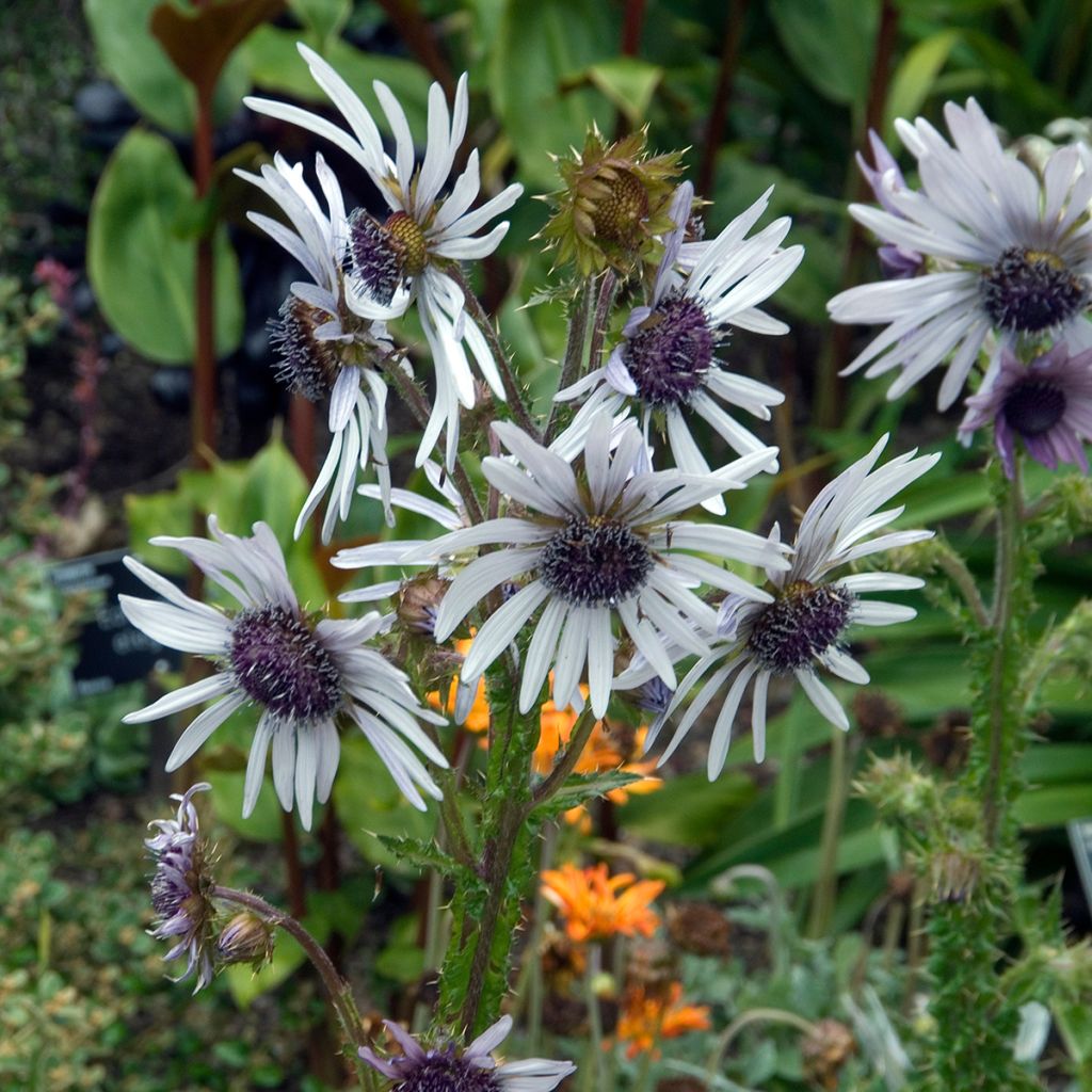 Berkheya purpurea - Purple Berkheya