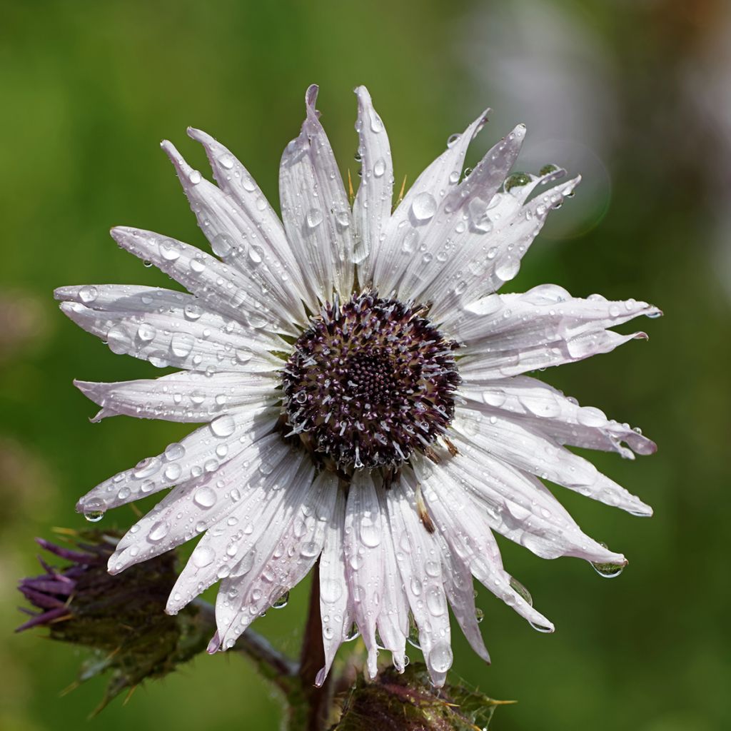 Berkheya purpurea - Purple Berkheya