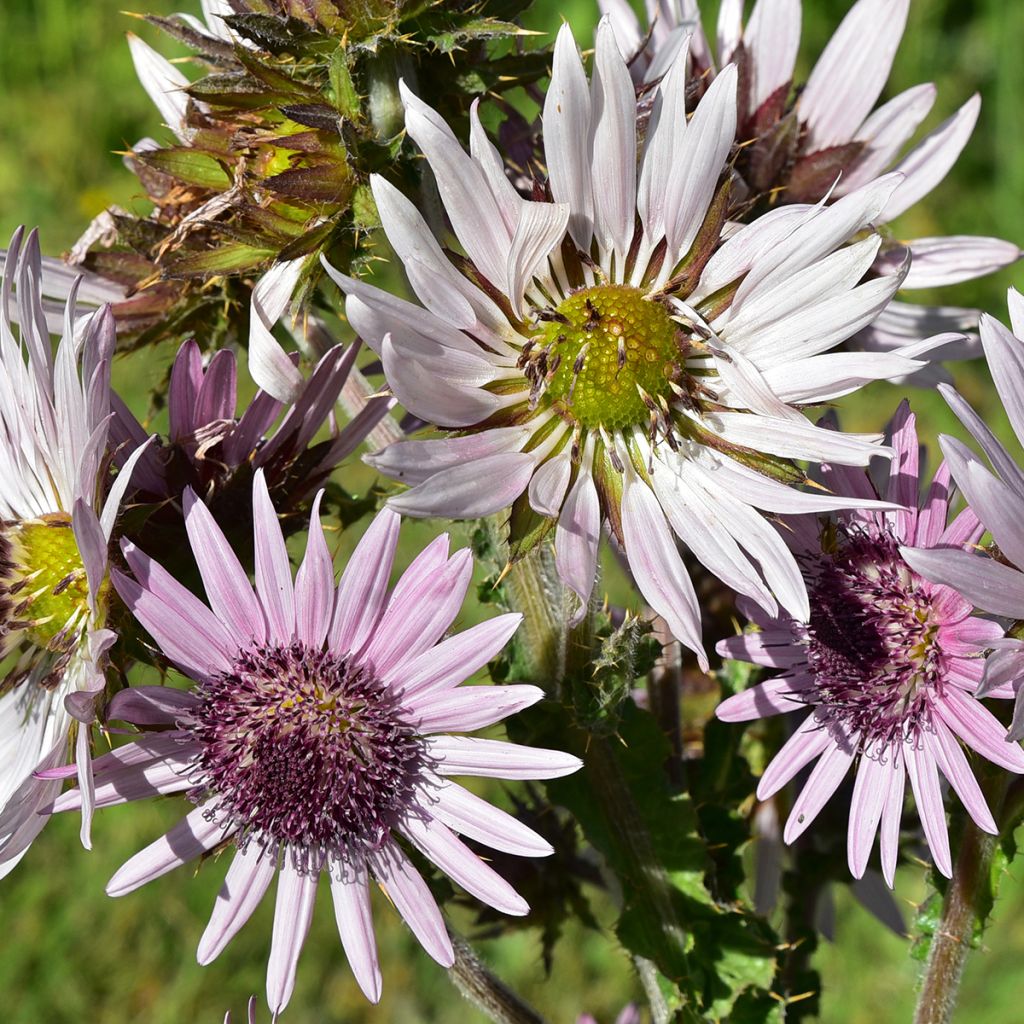 Berkheya purpurea - Purple Berkheya