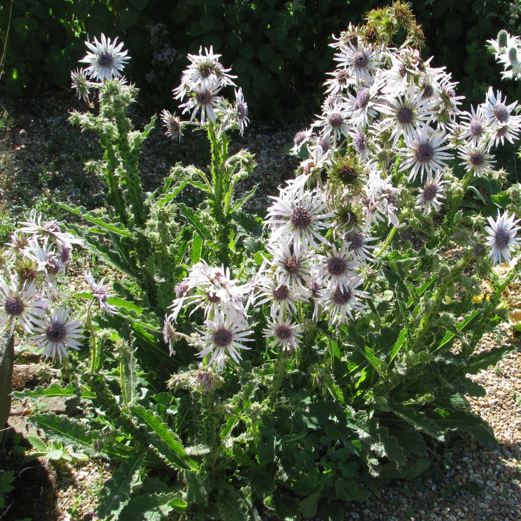 Berkheya purpurea - Purple Berkheya