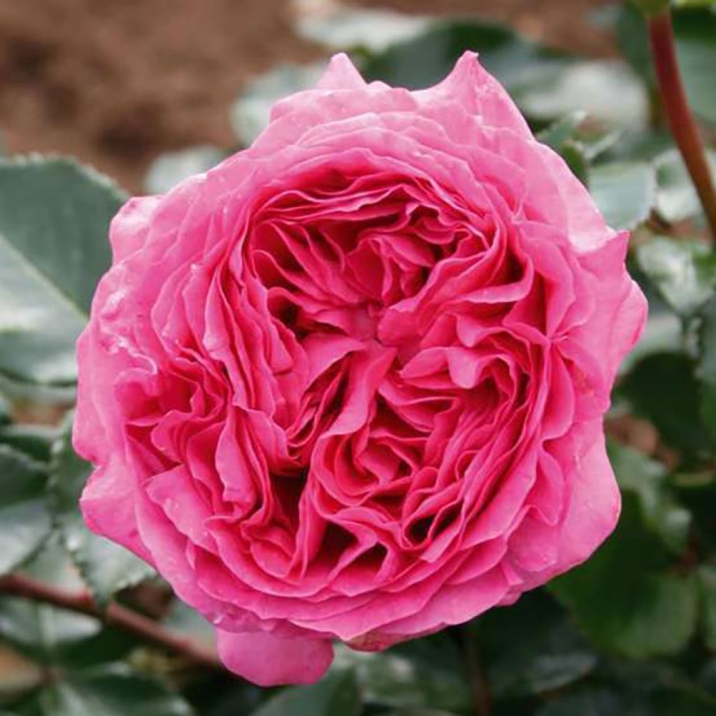 Rosier à grandes fleurs Bernadette Lafont