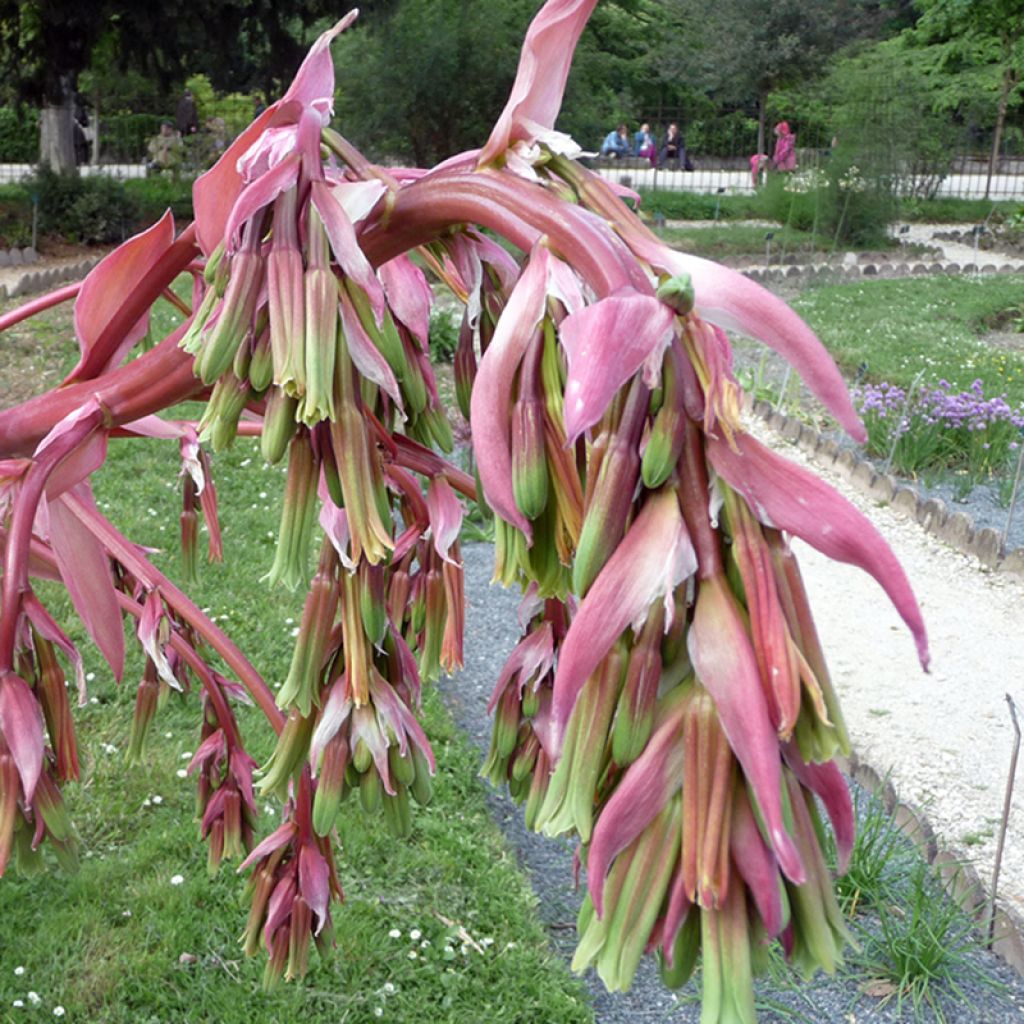 Beschorneria yuccoides