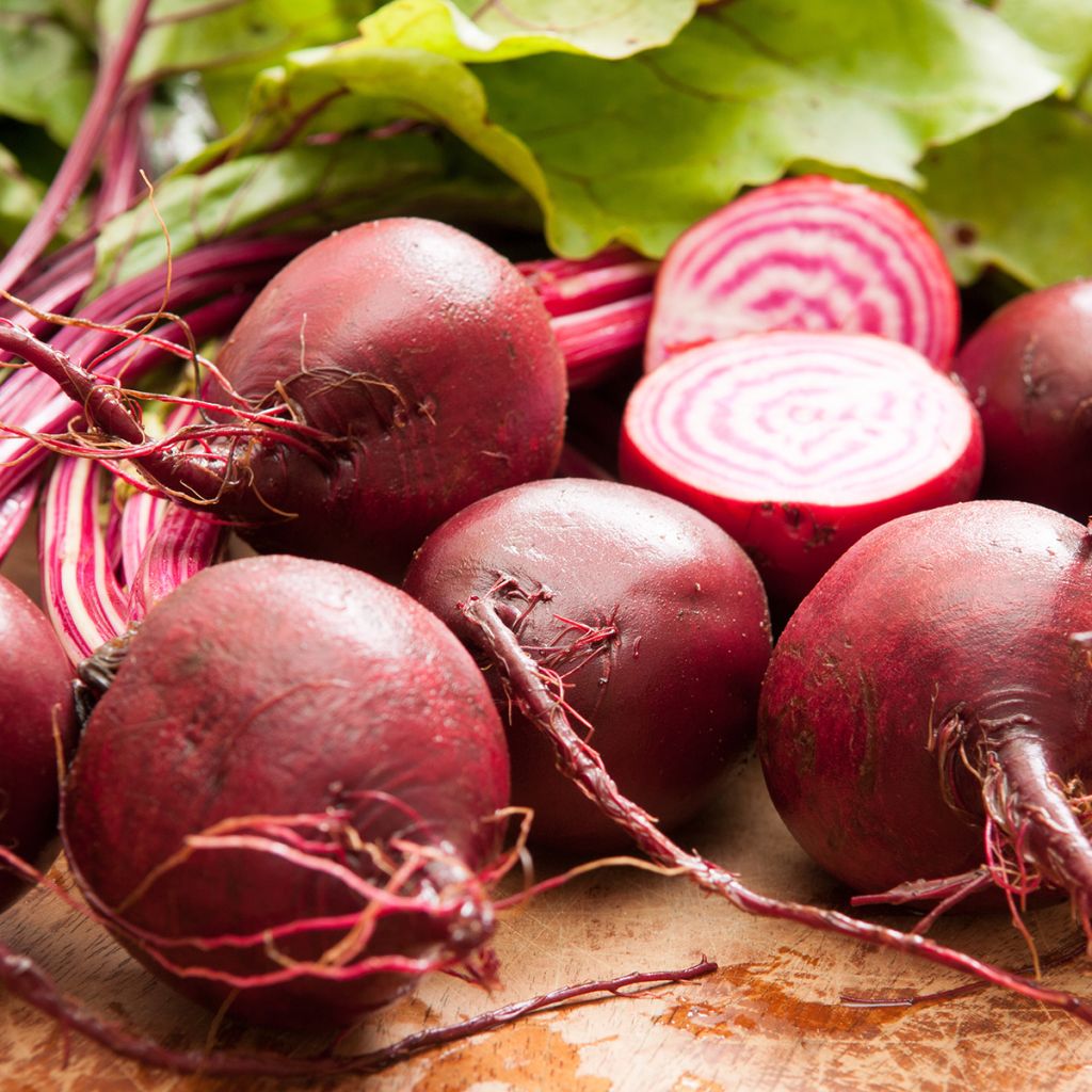 Chioggia Beetroot - Beta vulgaris