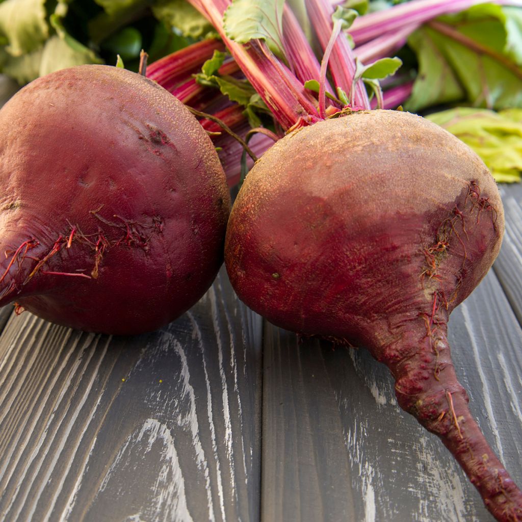 Chioggia Beetroot - Beta vulgaris