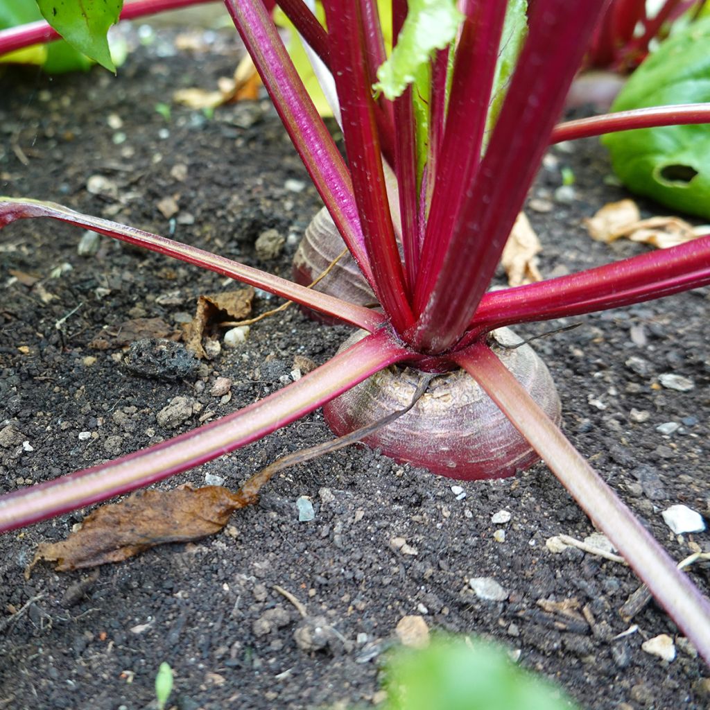 Chioggia Beetroot - Beta vulgaris