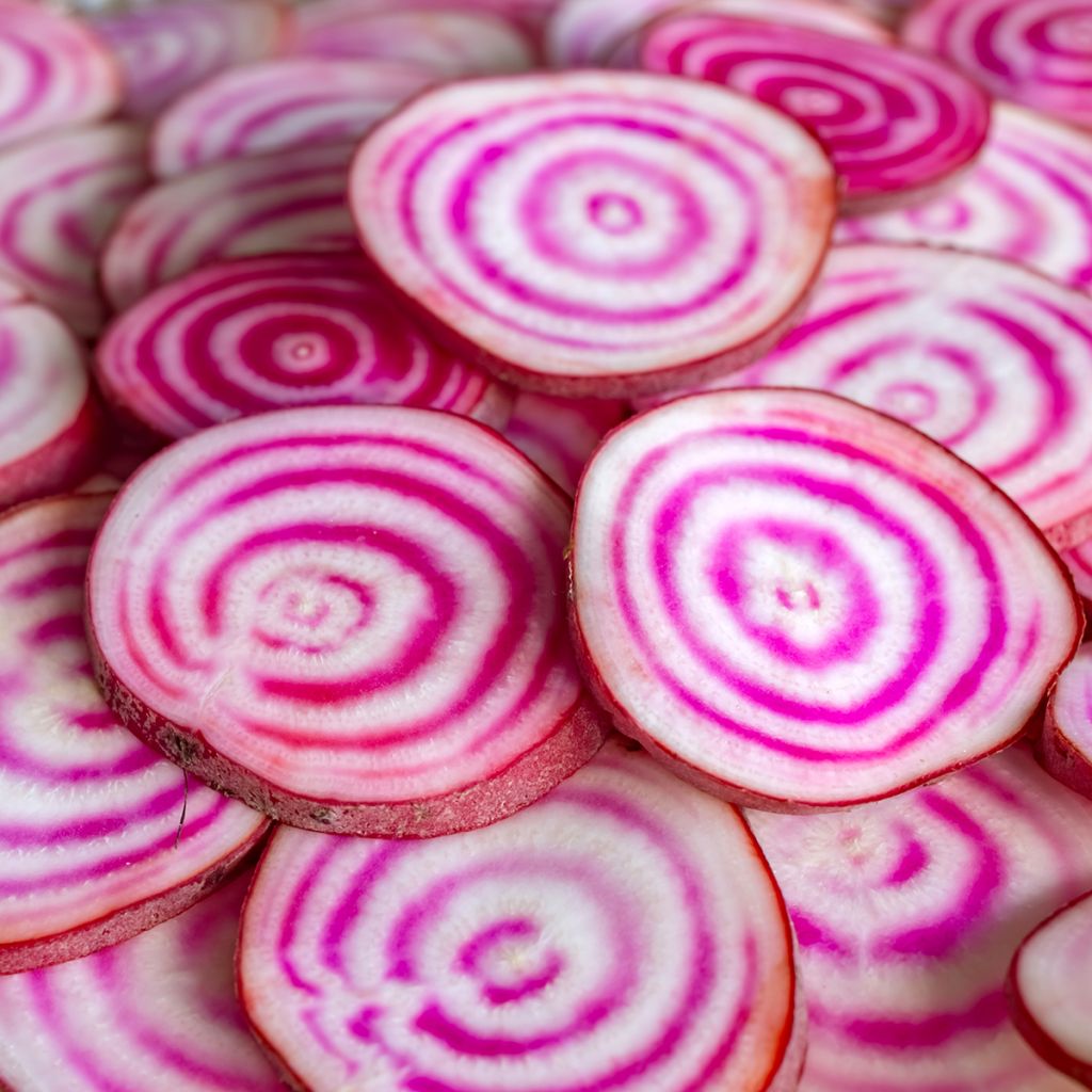 Chioggia Beetroot - Beta vulgaris