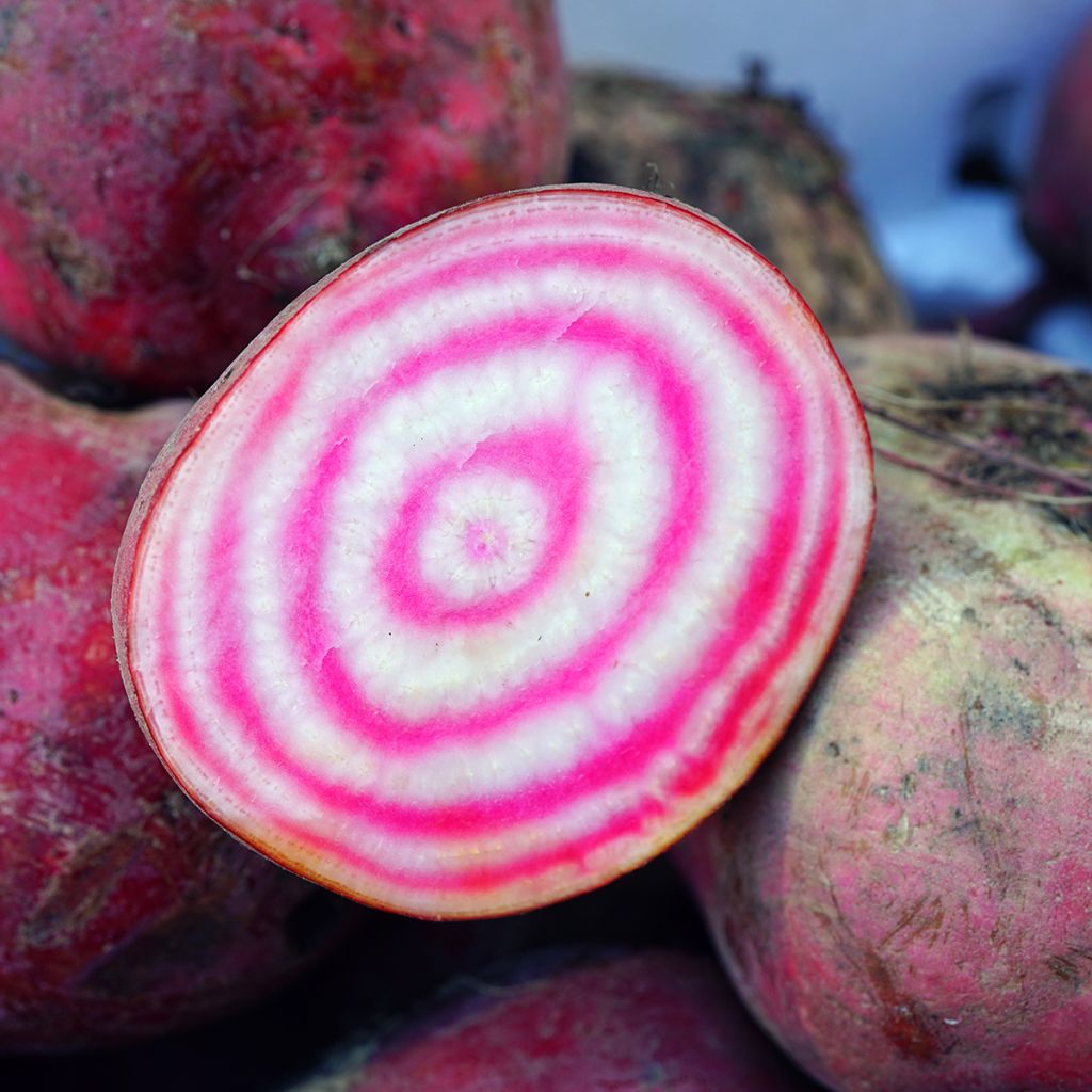 Chioggia Beetroot - Beta vulgaris