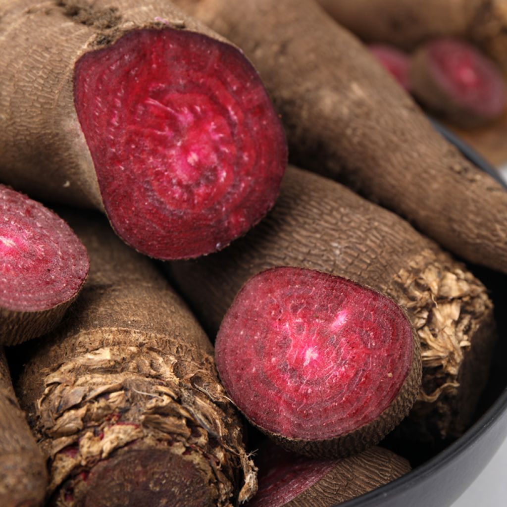 Crapaudine Beetroot - Ferme de Sainte Marthe Seeds