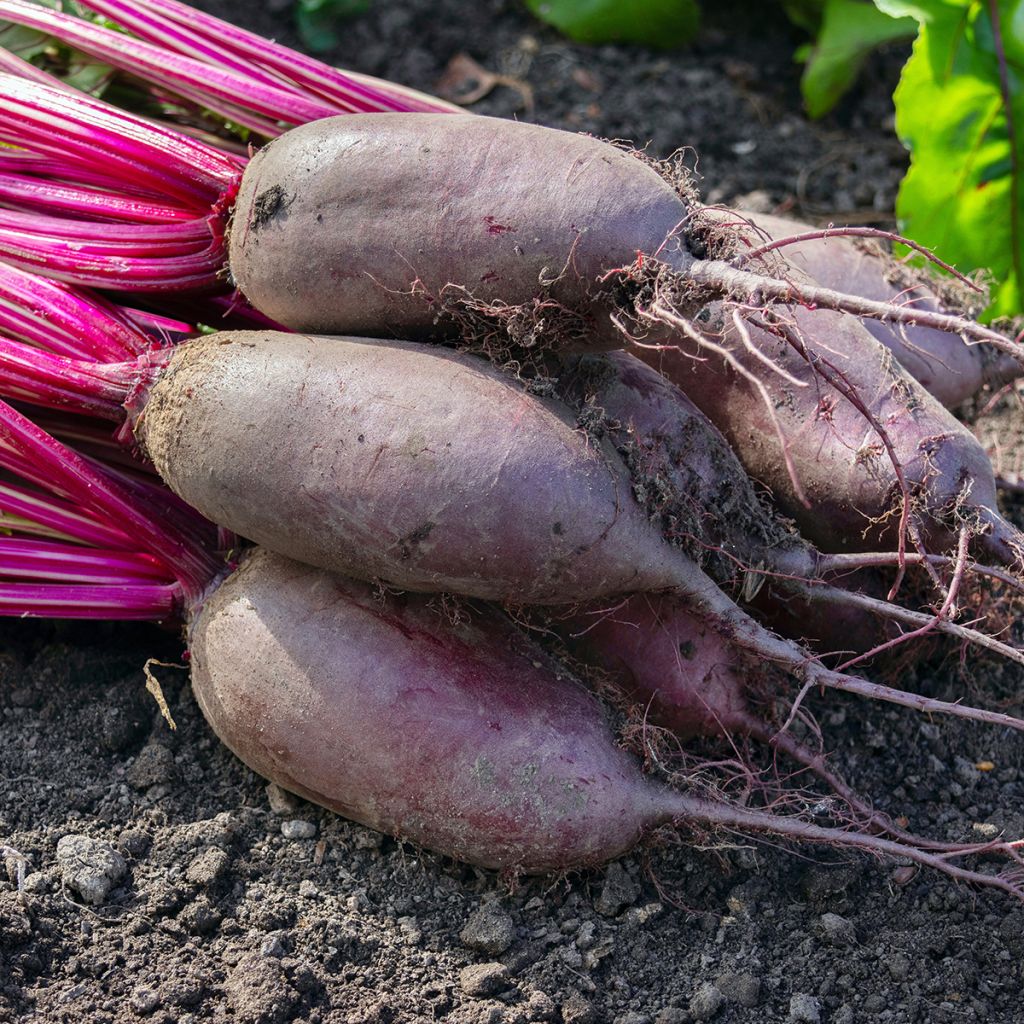 Cylindra Red Beetroot