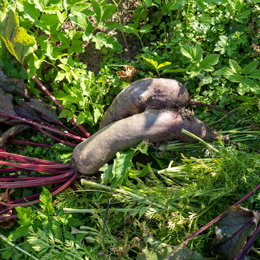 Cylindra Red Beetroot