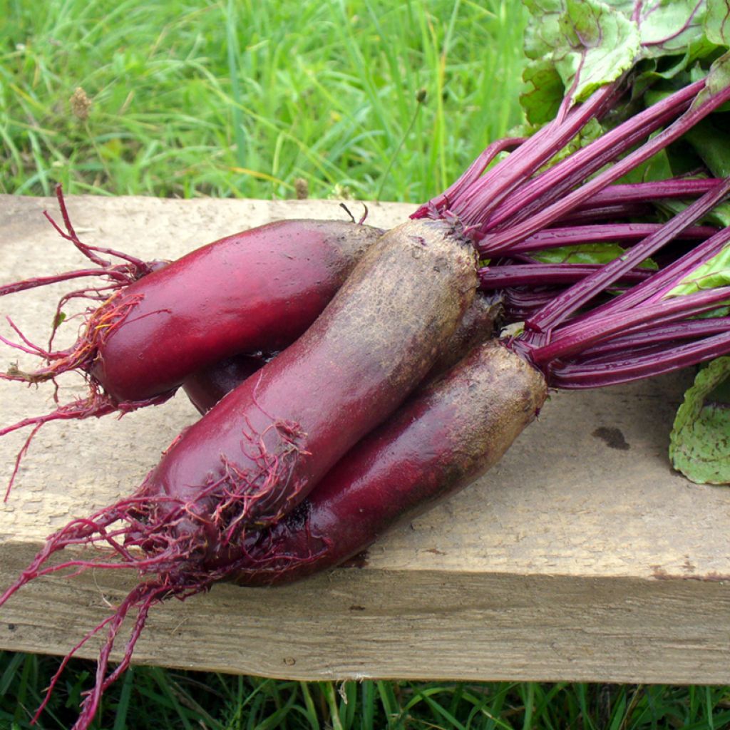 Organic Forono Beetroot - Beta vulgaris