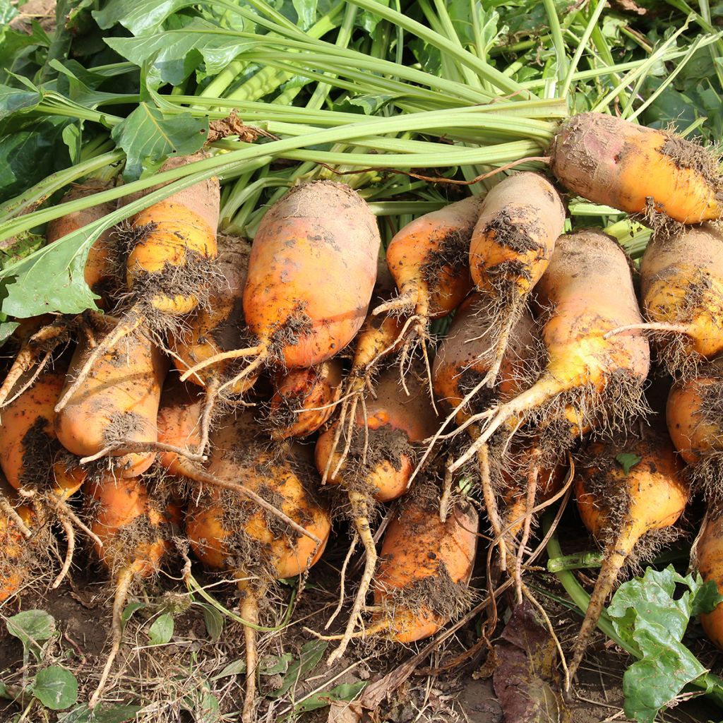 Fodder Beet or Mangelwurzel Vauriac Yellow Giant