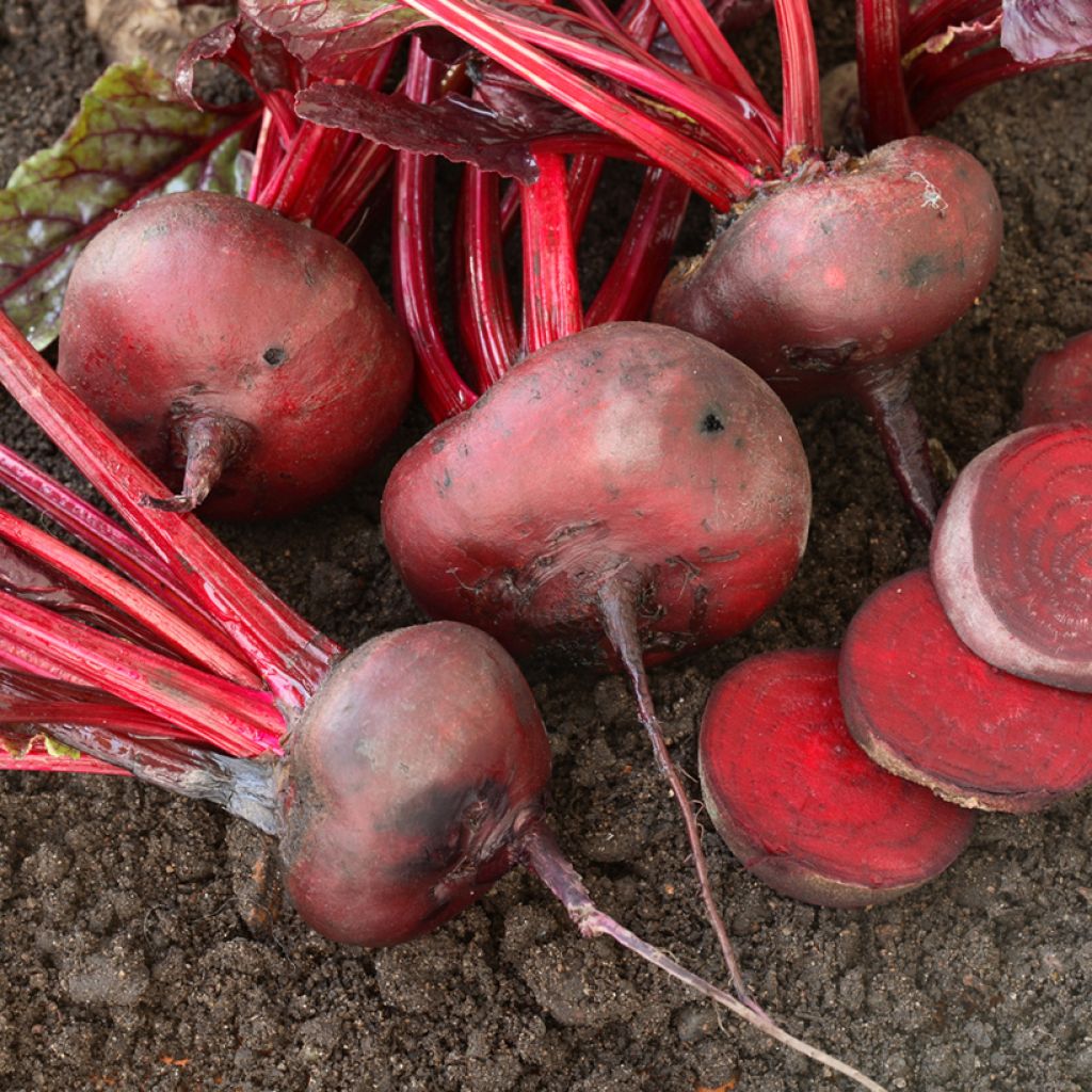 Flat of Egypt Beetroot