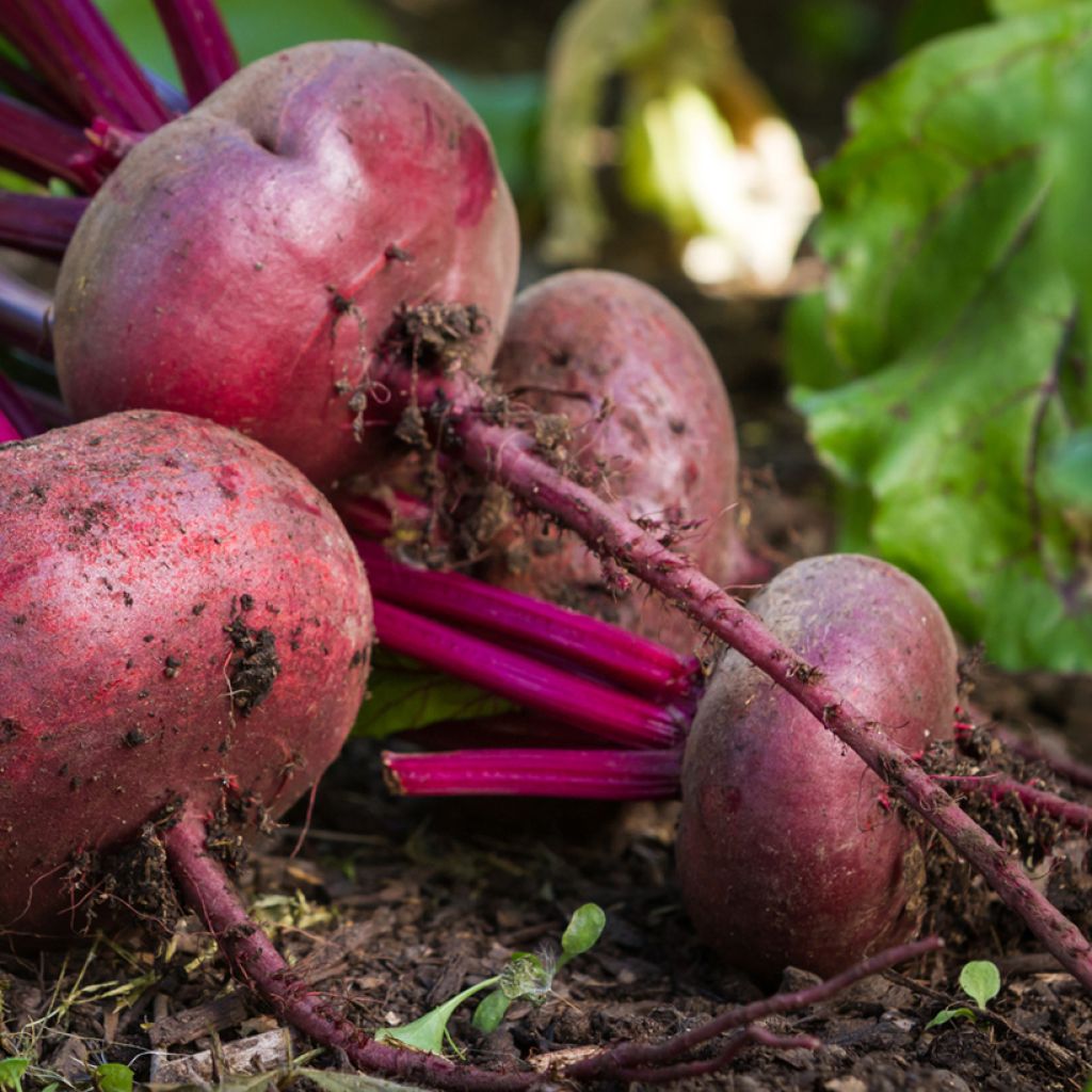 Beta vulgaris 'Kahira' - Egyptian Beetroot