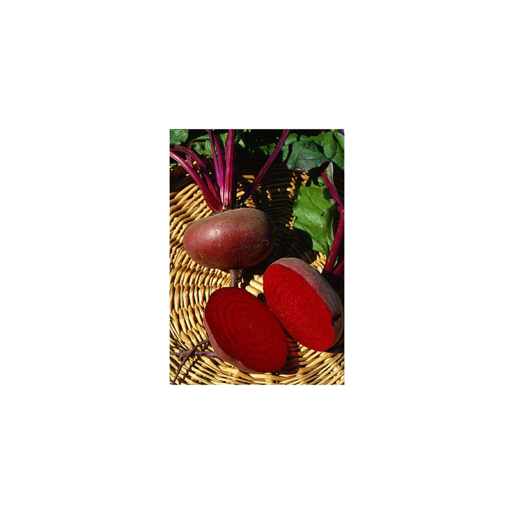 Flat of Egypt Beetroot